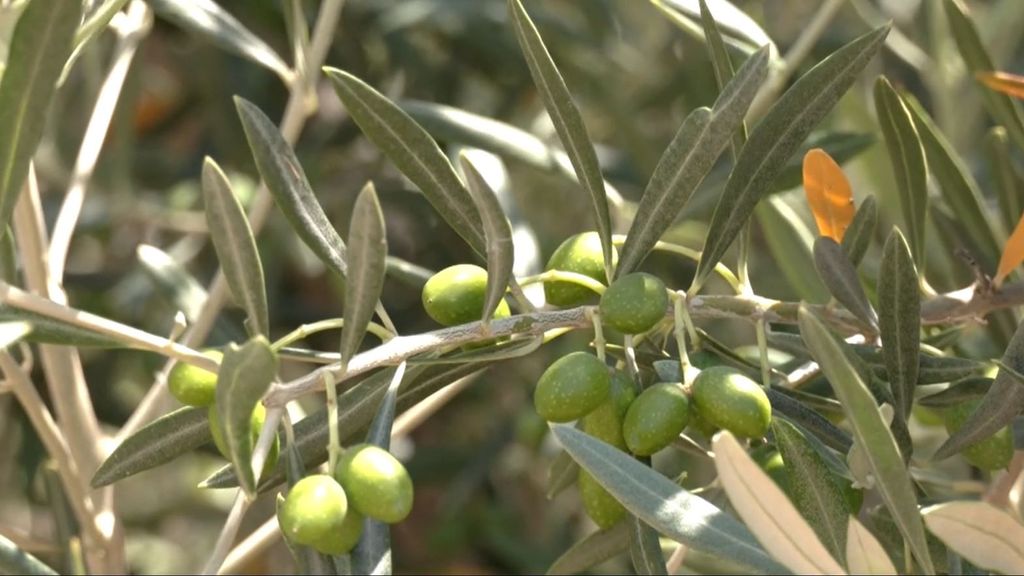 Inquietud entre los olivareros de Córdoba: cortan 30 árboles para llevarse 70 kilos de aceitunas