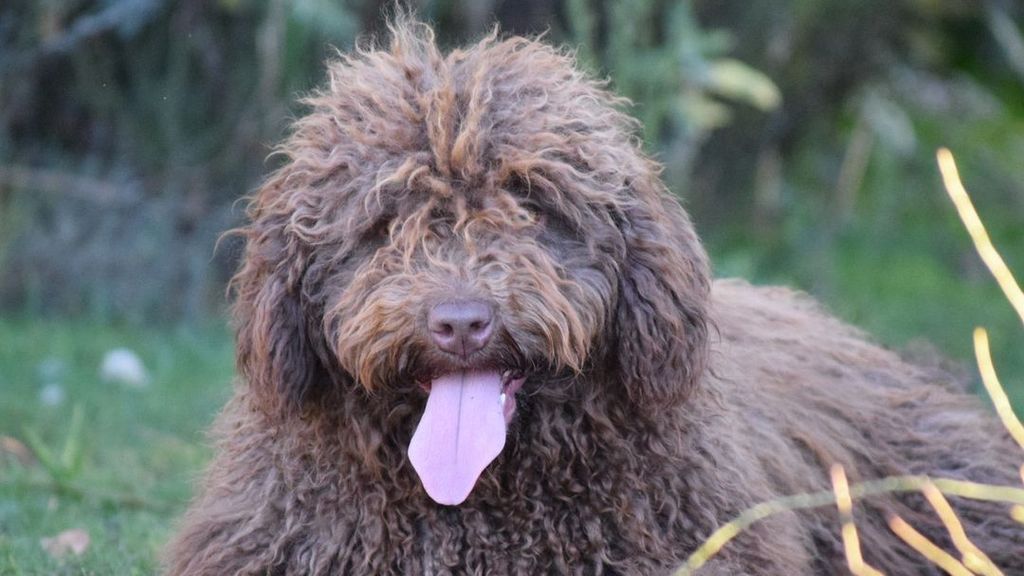 Perro Aguas Español Instagram Spanish Water Dog