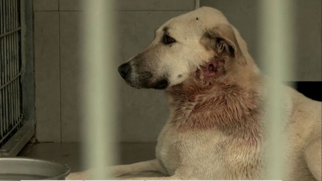 Sacrificar a cuatro millones de perros callejeros, la nueva ley que quiere aprobar Turquía