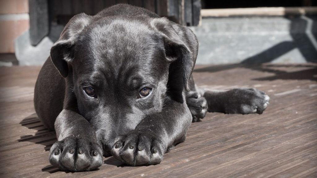 Un municipio catalán facilita una residencia gratuita para perros en la noche de San Juan