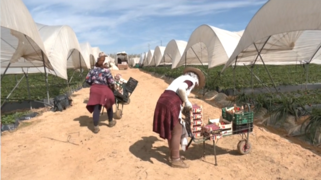 Un 26% de los trabajadores del campo en Europa son extranjeros: las malas condiciones laborales