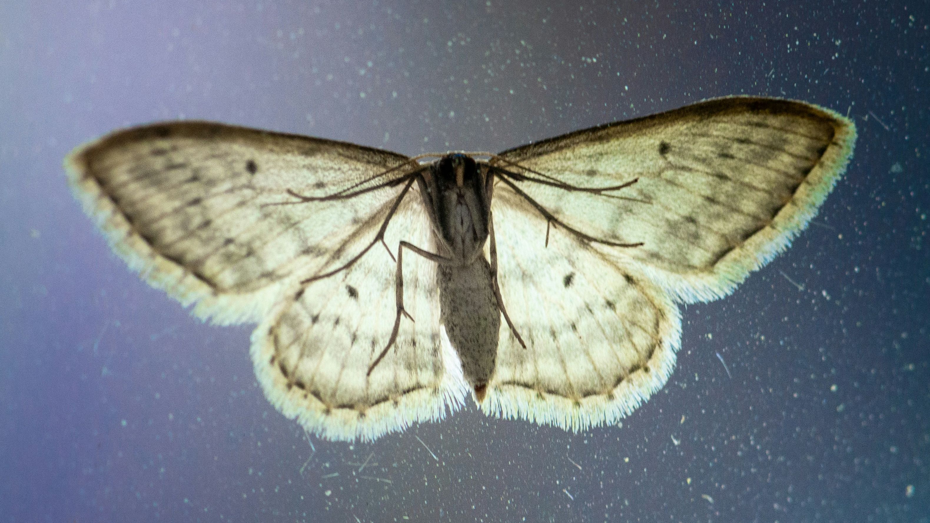 max kleinen 9Xmr8baomb0 unsplash
