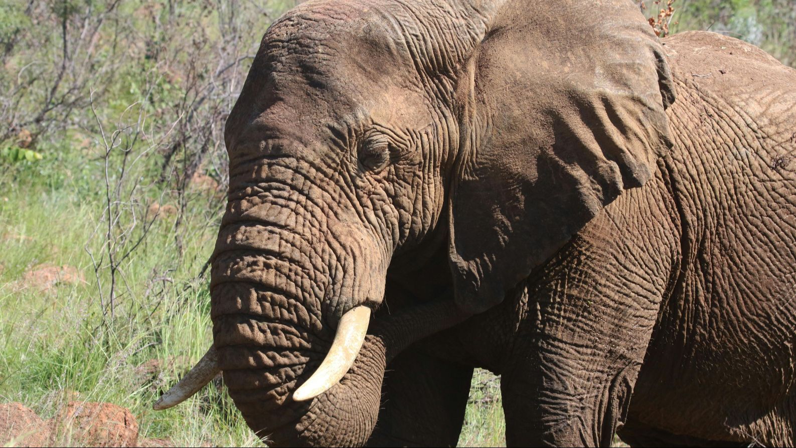 Un elefante en libertad