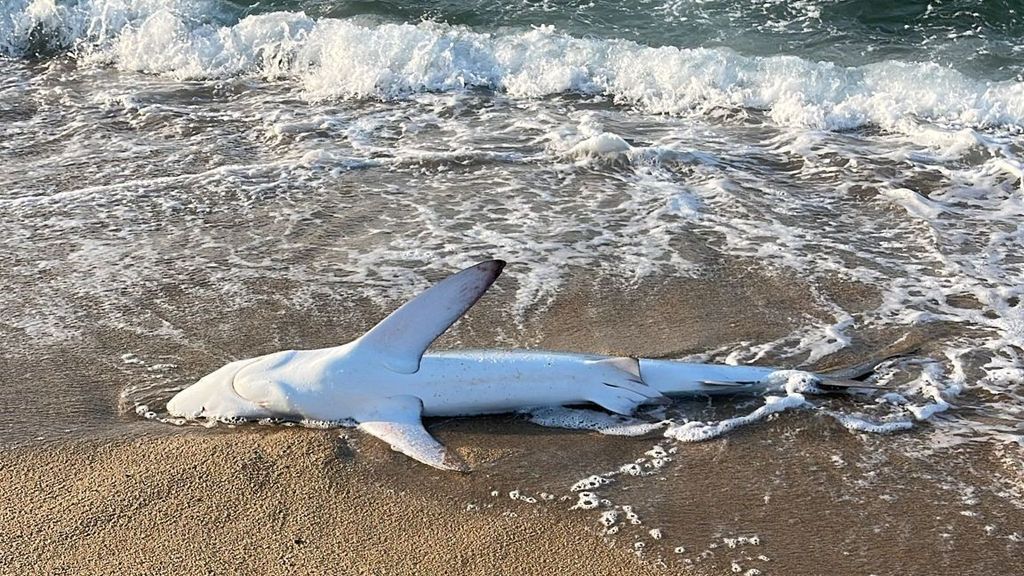 Muere un tiburón azul de 2,3 metros tras aparecer agonizando en la playa del Masnou, Barcelona