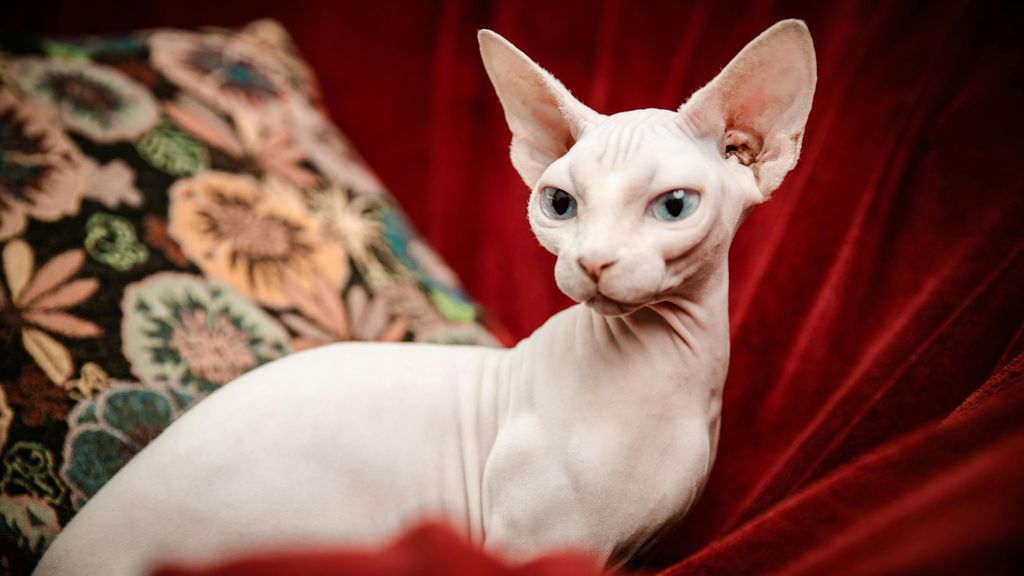 Sphynx