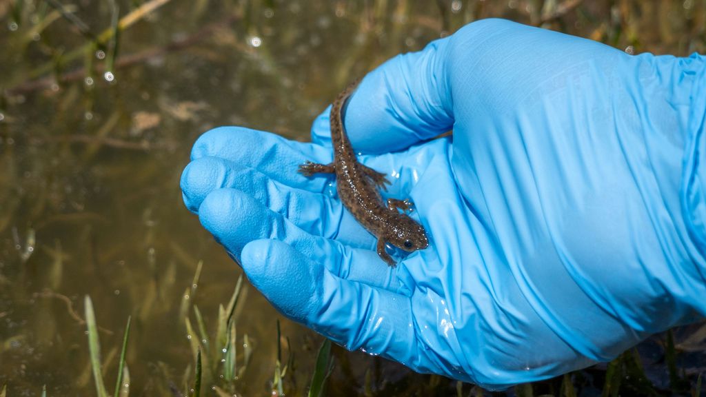 Una de las crías de gallipato devueltas a su hábitat