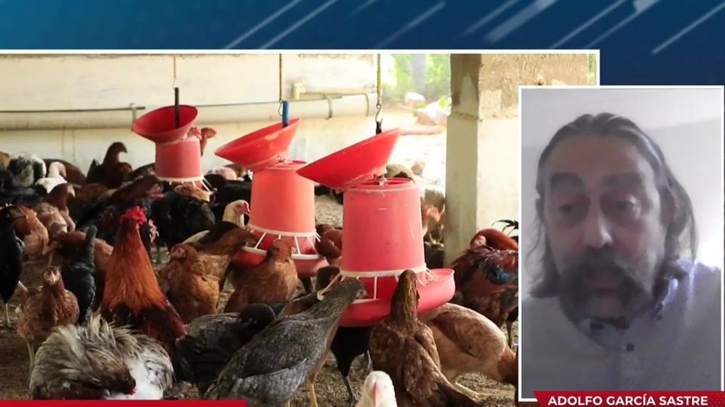 ¿Hay que preocuparse por la gripe aviar? Adolfo García Sastre, virólogo, responde