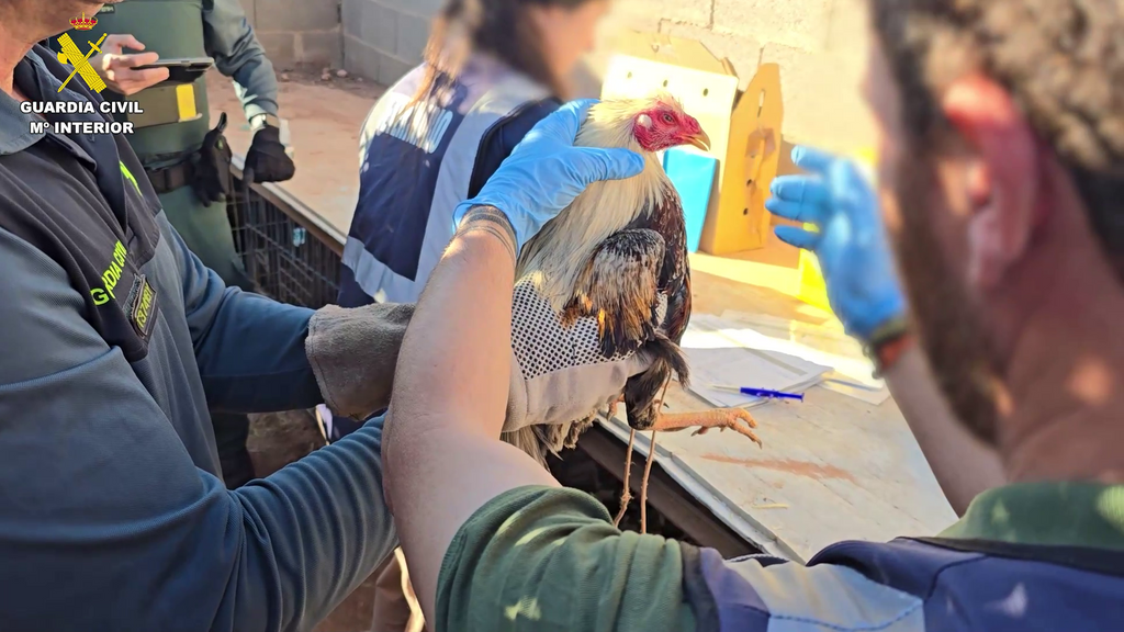 Localizados más de un centenar de animales con síntomas de maltrato en una vivienda en Bétera (Valencia)