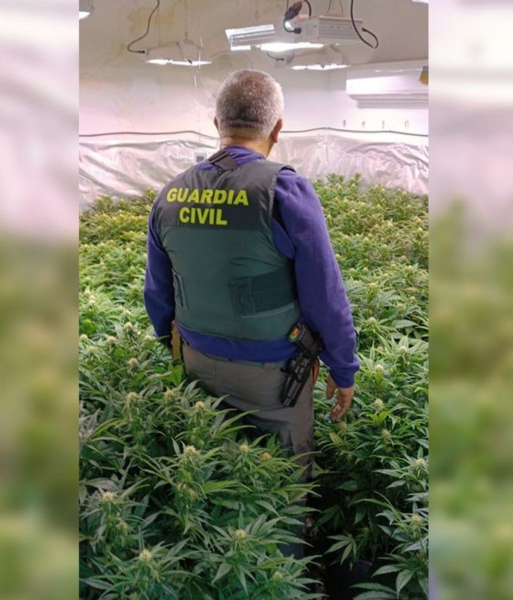 La banda tenía varias plantaciones de marihuana