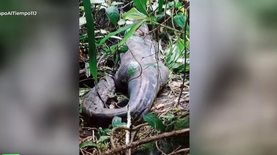 La serpiente, tras engullir a una mujer