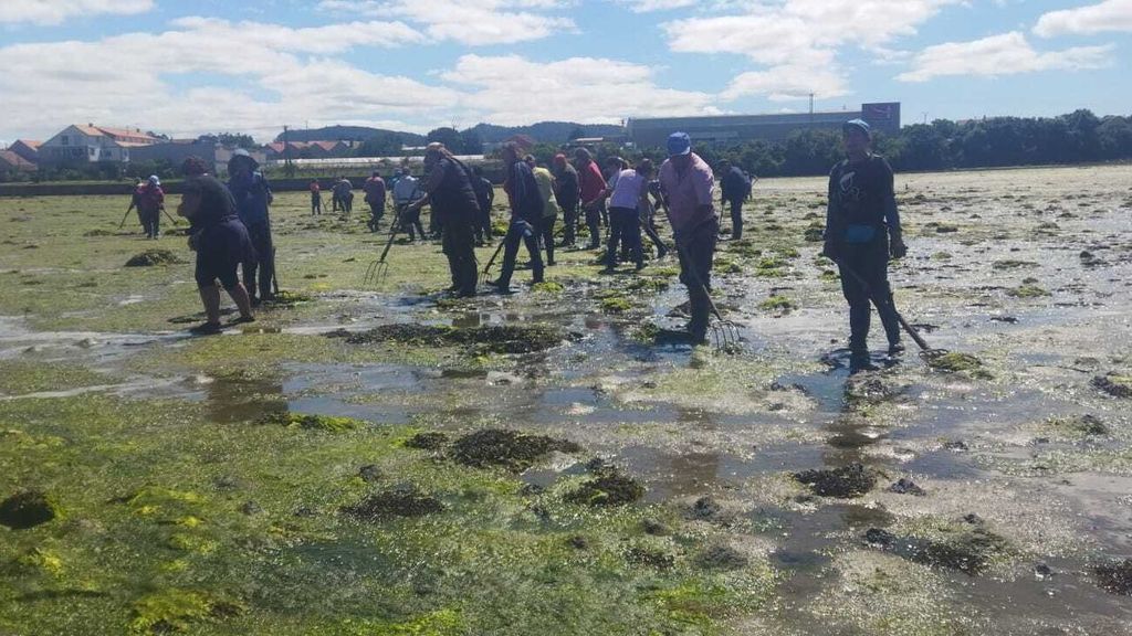 Voluntarios limpan de algas zonas de la ría de Pontevedra