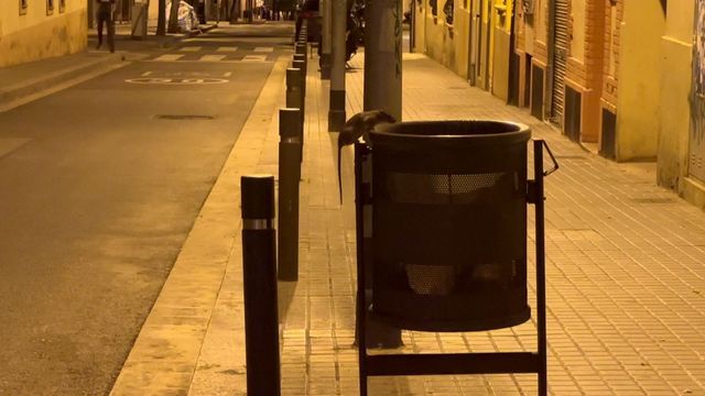 Ratas del tamaño de conejos: el terror por una plaga en un solar de ...