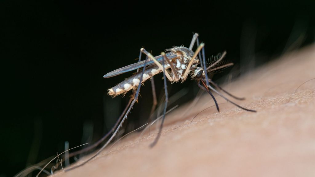 Mosquito transmisor del Virus del Nilo Occidental.