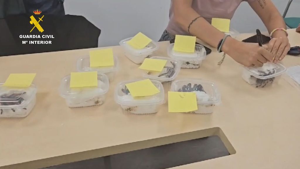 Un hombre está siendo investigado tras detectarle en barajas un paquete con 15 tarántulas en recipientes de plástico