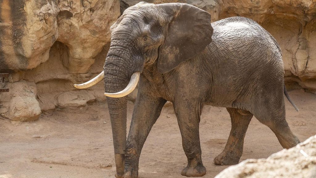 Tooth, nuevo elefante de Bioparc Valencia