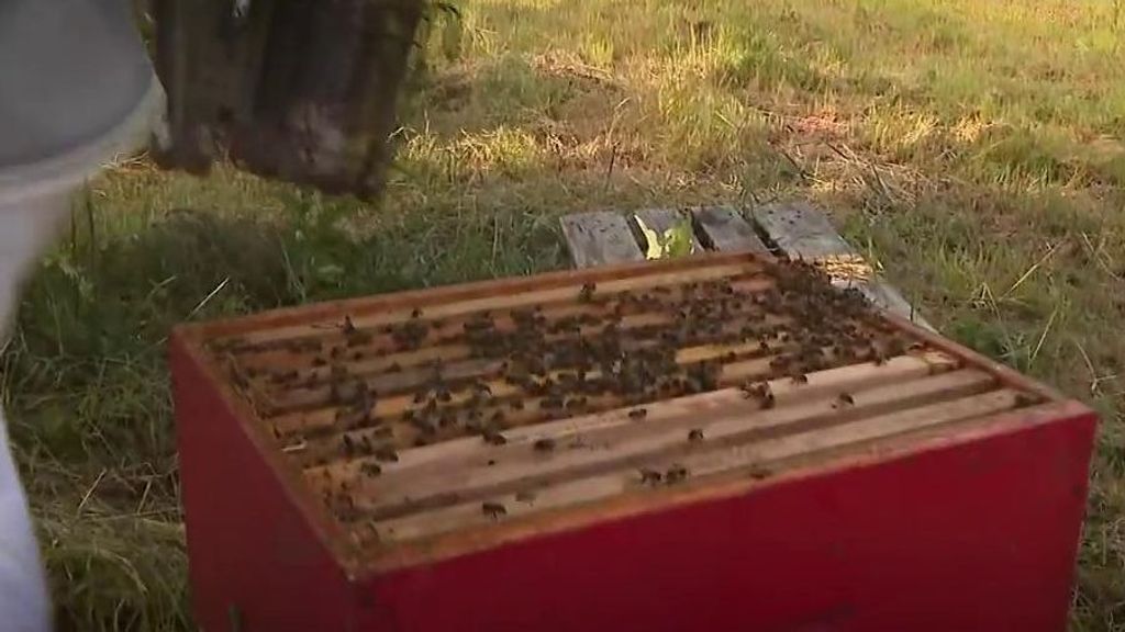 Caen las producciones de miel: estos son los motivos que preocupan a los apicultores