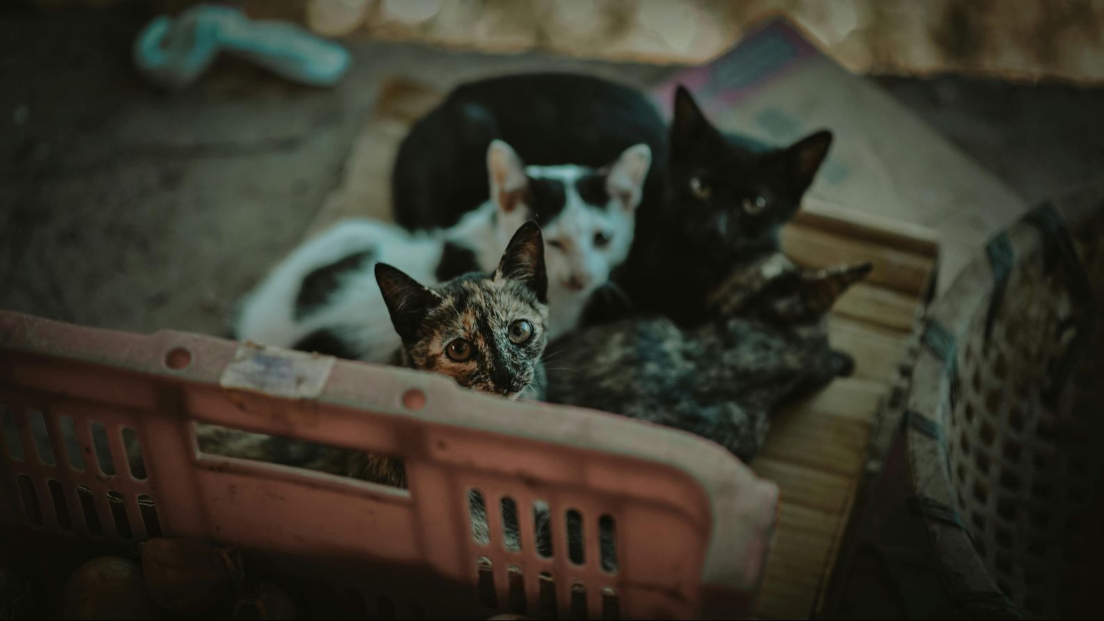 Gatos en la calle