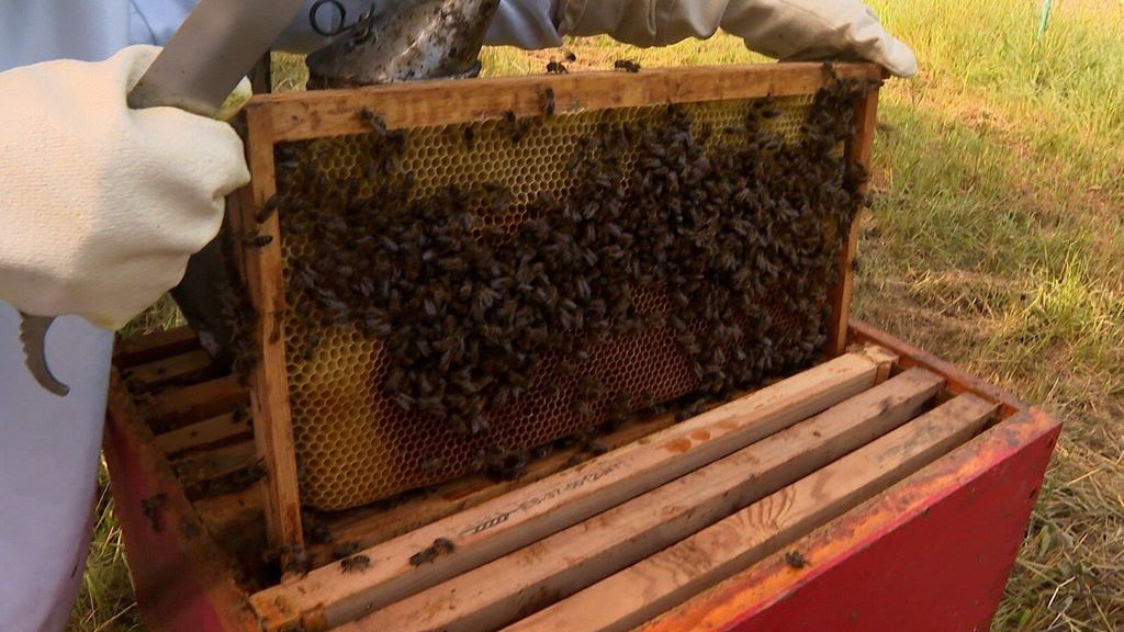 La alta mortalidad de las abejas preocupa a los apicultores vascos