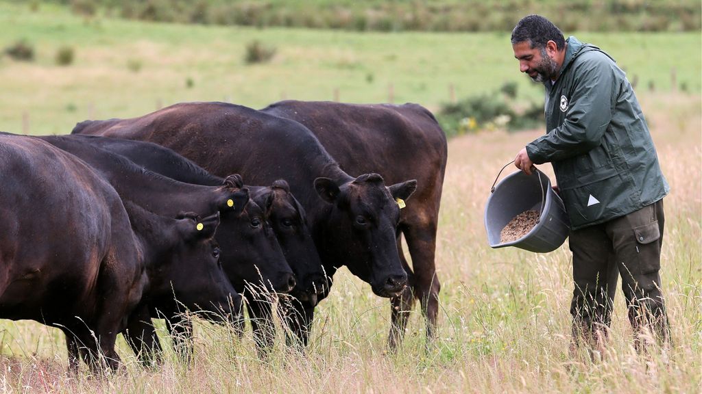 La carne kobe procede de las vacas Wagyu. FUENTE: Cordonpress