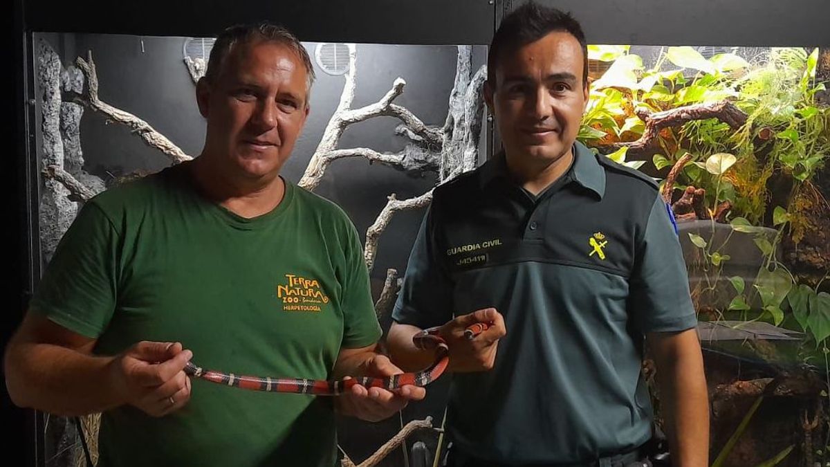 La serpiente es una falsa coral que se ha entregado en Terra Natura