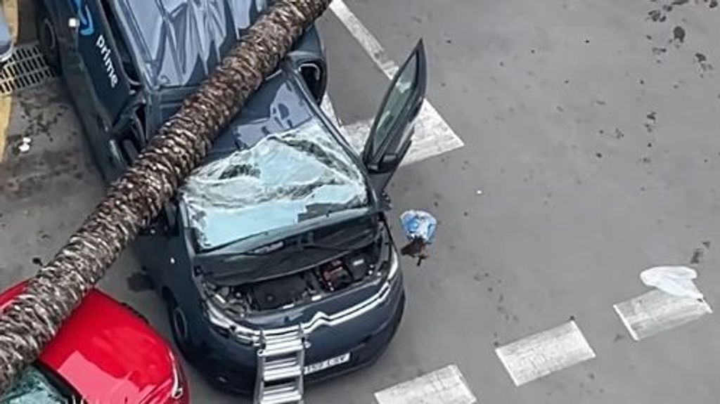 Un hombre ha resultado herido tras caer una palmera sobre su furgoneta en plena calle en Valencia