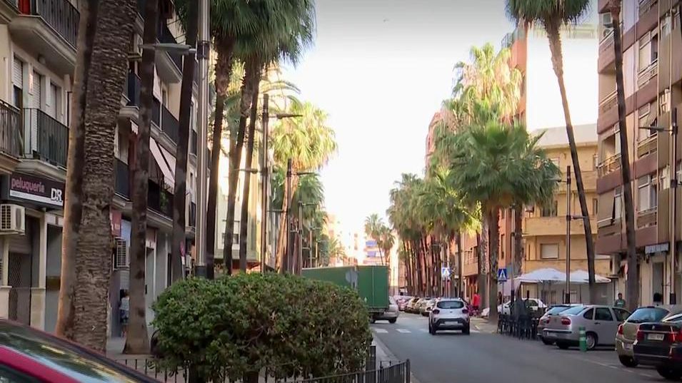 Una palmera cae encima de una furgoneta con una persona en su interior en Valencia