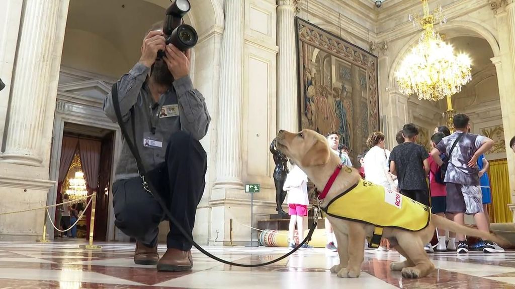 Bagard, el cachorro de la ONCE que se ha convertido en la nueva atracción del Palacio Real