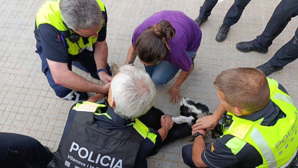 Buscan por redes al propietario de una cabra que la Policía Local encontró por las calles de Vilanova,