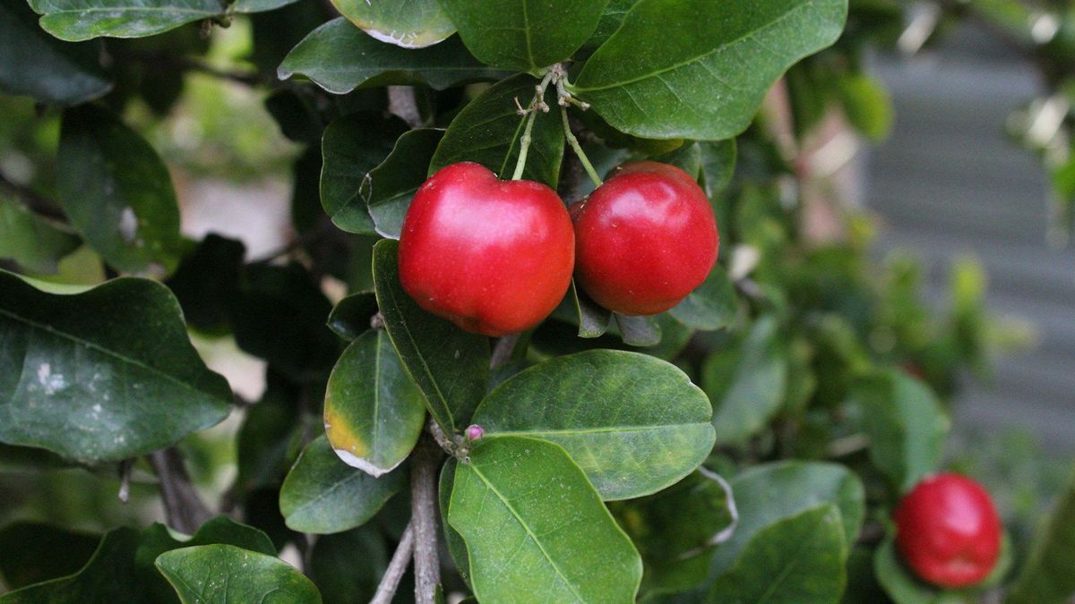 La acerola tiene con 50 veces más vitamina C que la naranja