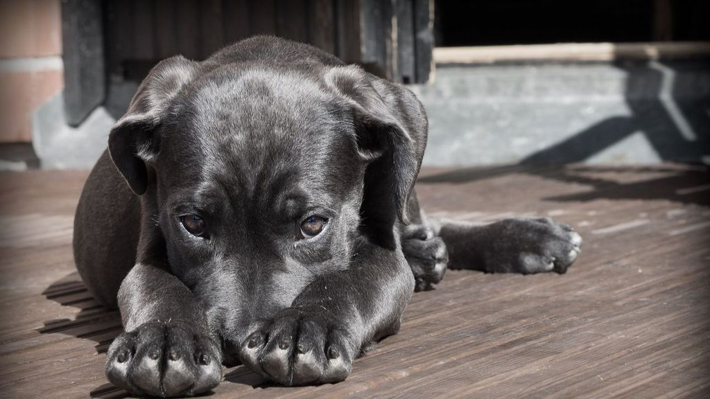 El negocio de clonar mascotas en España: 55.000 euros por un perro, 50.000 por un gato