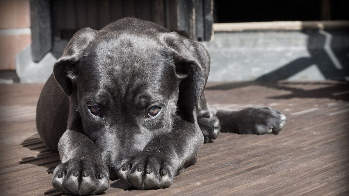 La humanización de las mascotas: un fenómeno en crecimiento, que hasta justifica clonar a un animal