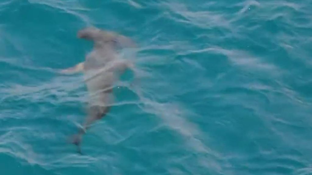 Las autoridades de Gran Canaria avistan tres tiburones: "Llevamos 12 años aquí y nunca vimos lo del sábado"