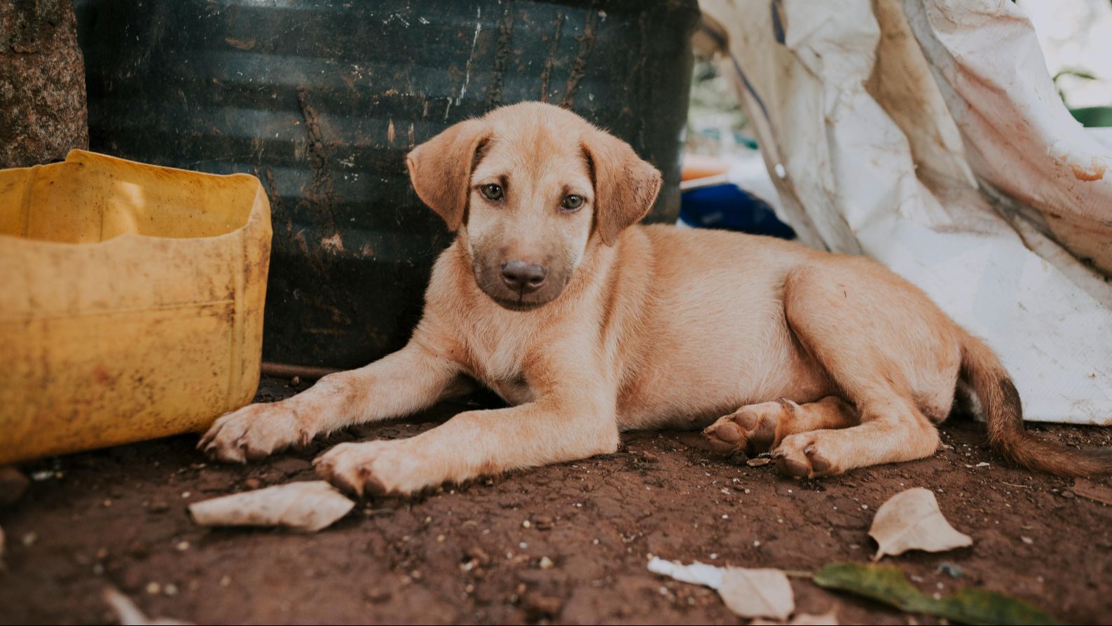 Un cachorro callejero