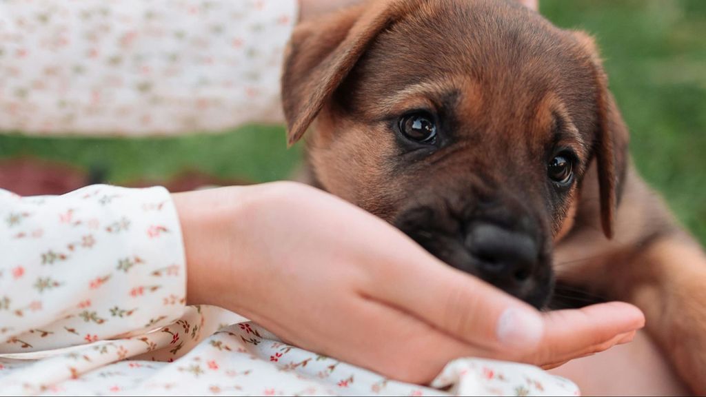 Dando de comer a un cachorro