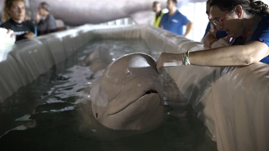 Así ha sido el rescate dos belugas de un acuario de Ucrania