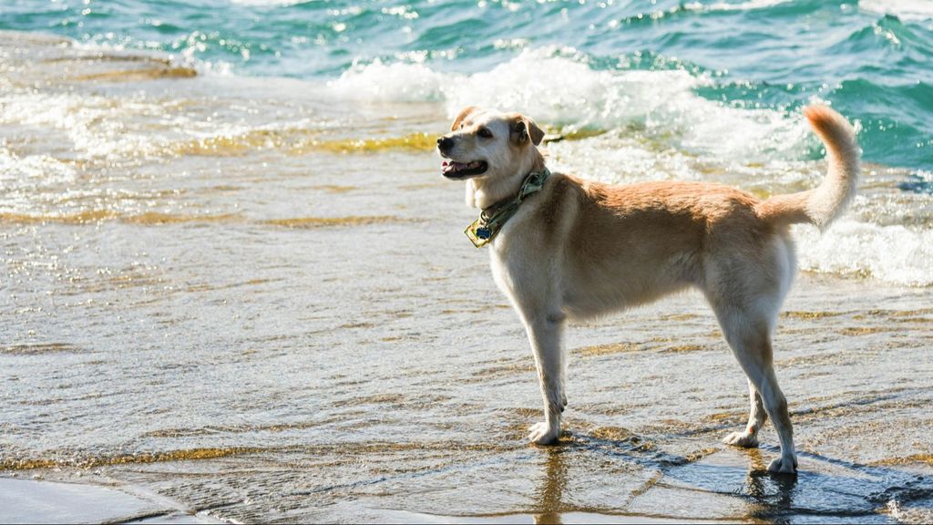 Estas son las mejores playas de España a las que puedes ir con perros