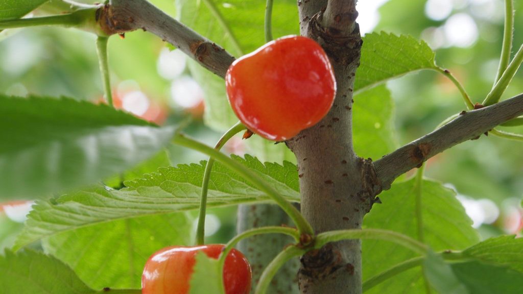 La cereza subastada es de la variedad Yamagata Benio