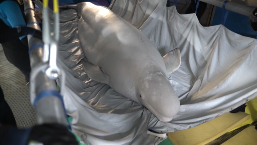 Éxito en el traslado de las dos belugas del Delfinario NEMO de Járkov (Ucrania) al Oceanogràfic de Valencia