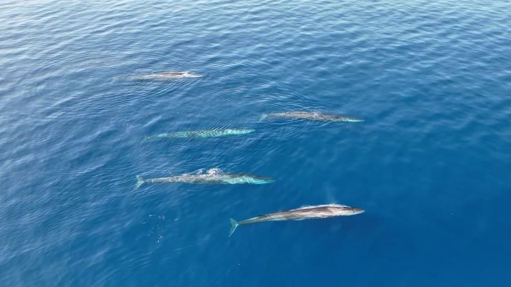 Las sorprendentes imágenes de ballenas pasando por Denia