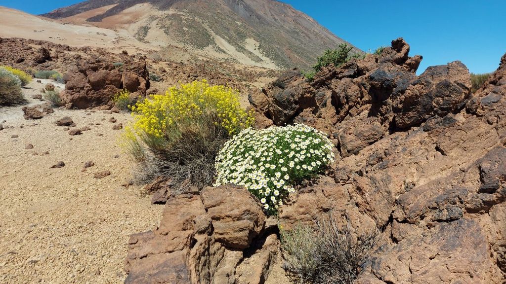 Parque Nacional del Teide