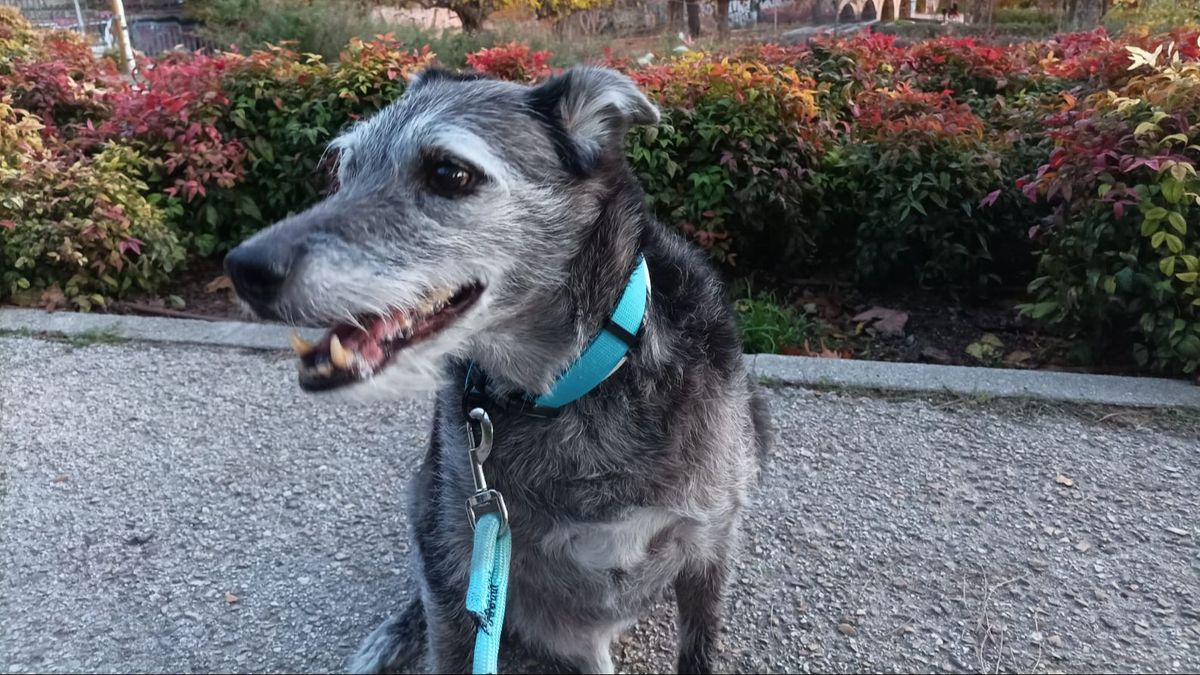 Donete, un perrito fallecido