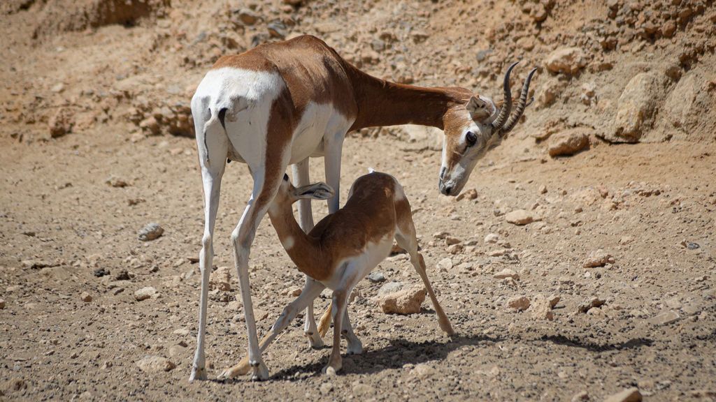 Hembra y cría de gacela en la finca La Hoya en Almería