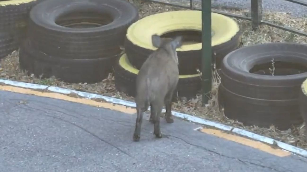 Jabalí avistado en Granada capital