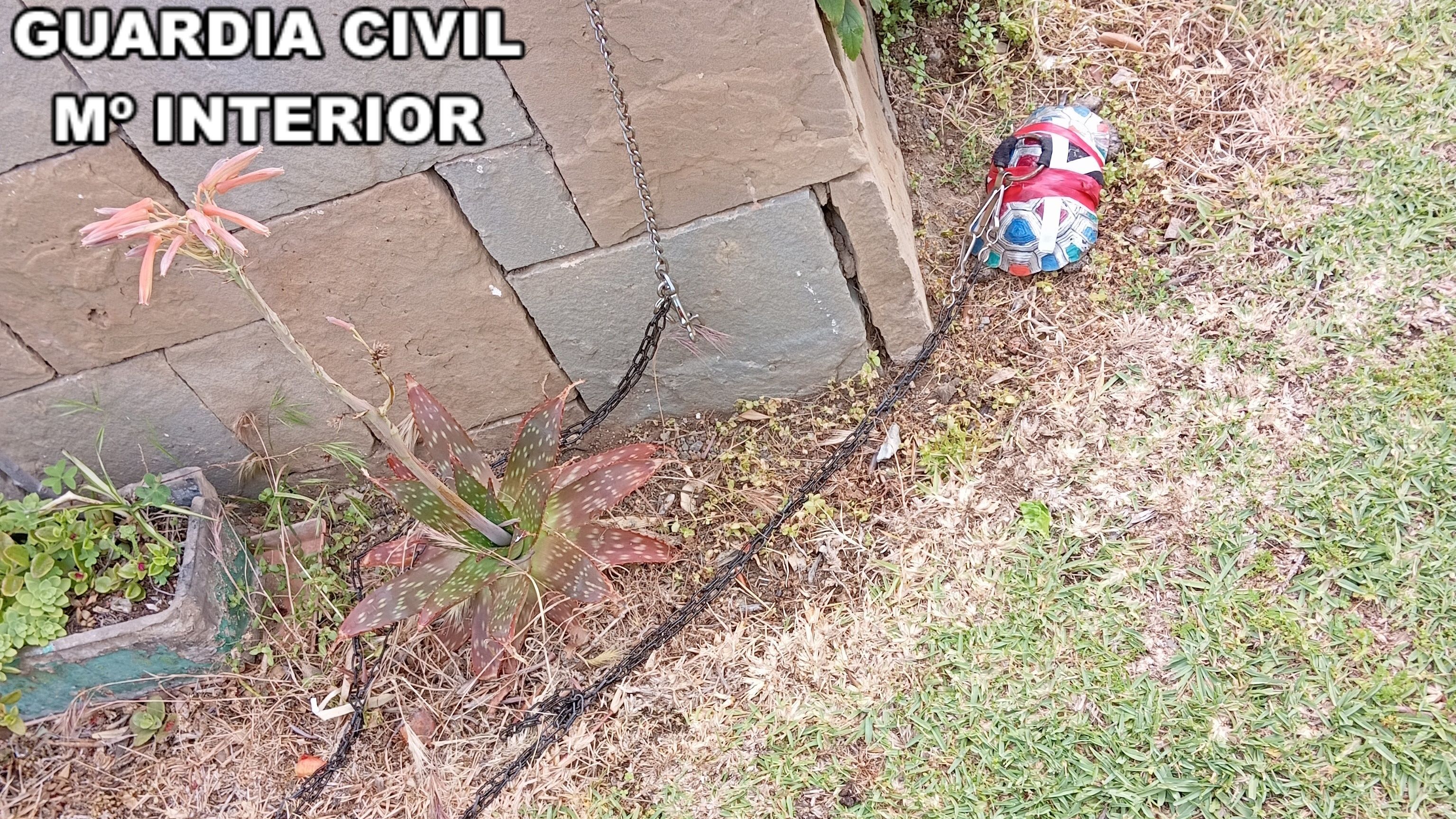 La Guardia Civil investiga a una persona por la tenencia ilícita de una especie protegida