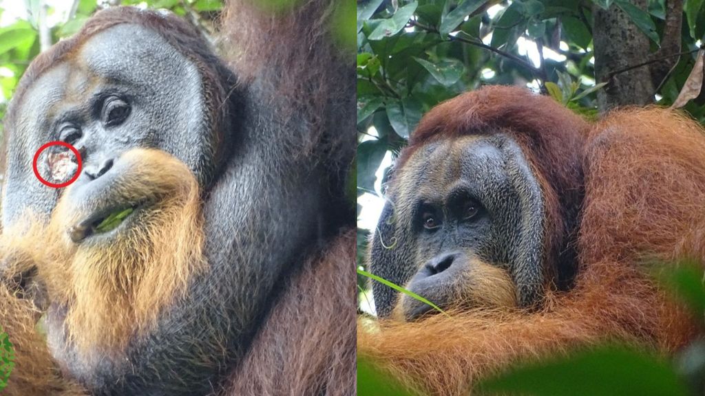Raku, el orangután que se automedicó en Sumatra