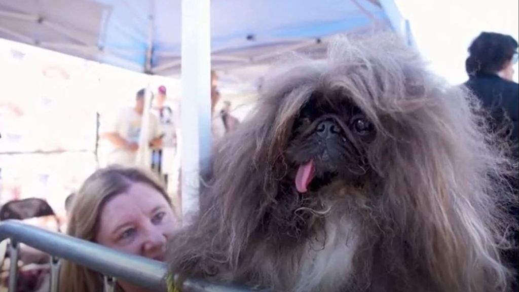 Un pekinés llamado Wild Thang se corona en California como el perro más feo del mundo