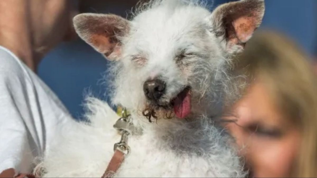 Daisy Mae, tercer puesto del concurso anual World's Ugliest Dog