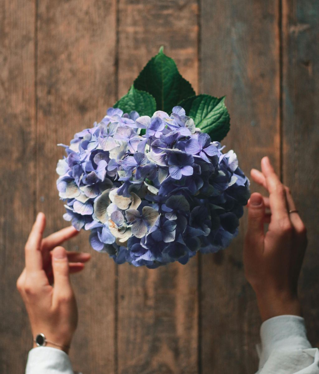 Hortensia. FUENTE: Pexels