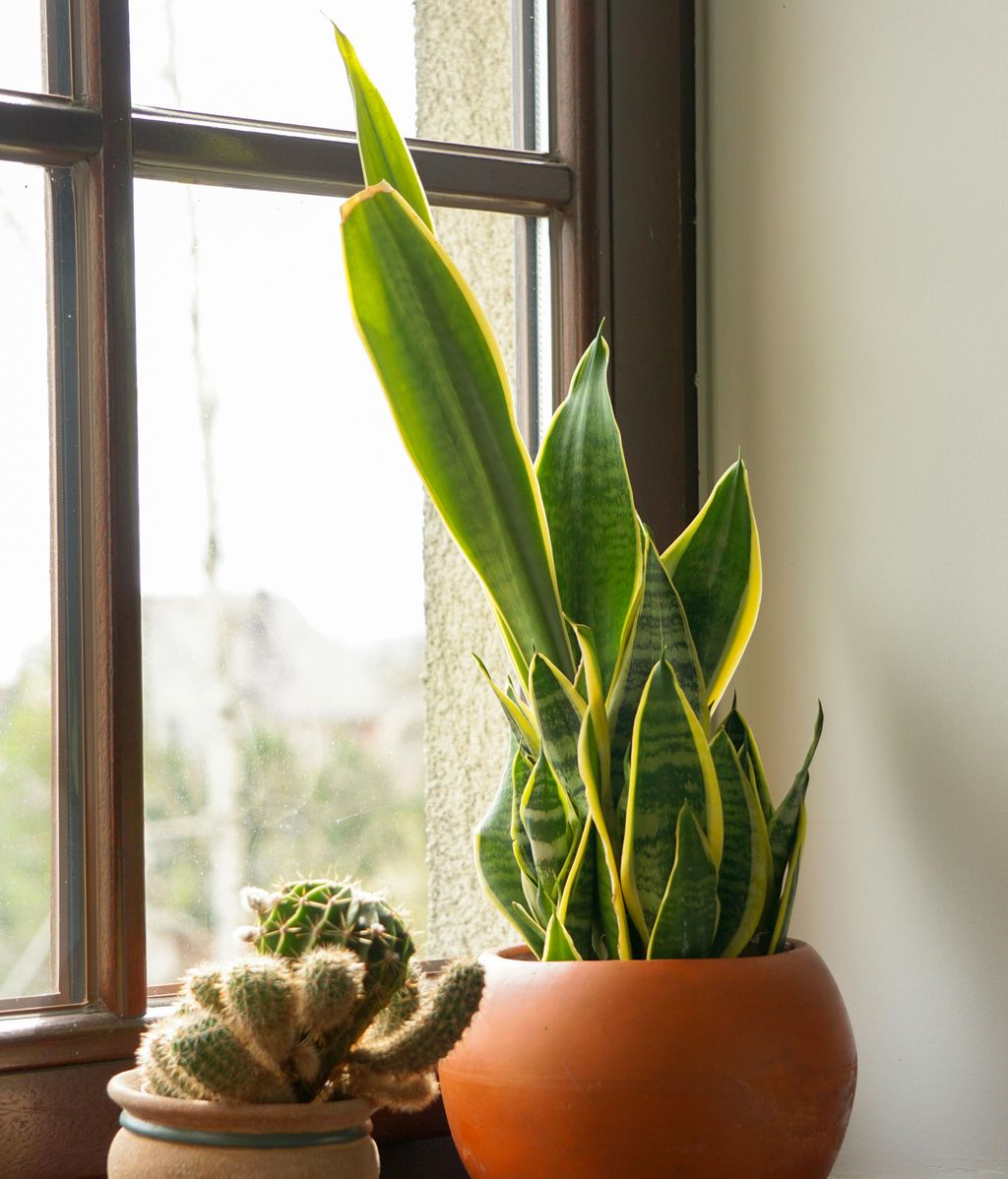 Sansevieria o lengua de suegra. FUENTE: Pexels