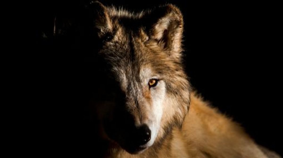 Una mujer, herida grave tras ser atacada por lobos en un zoo de Francia